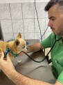 Rózsadombi Állatorvosi Rendelő